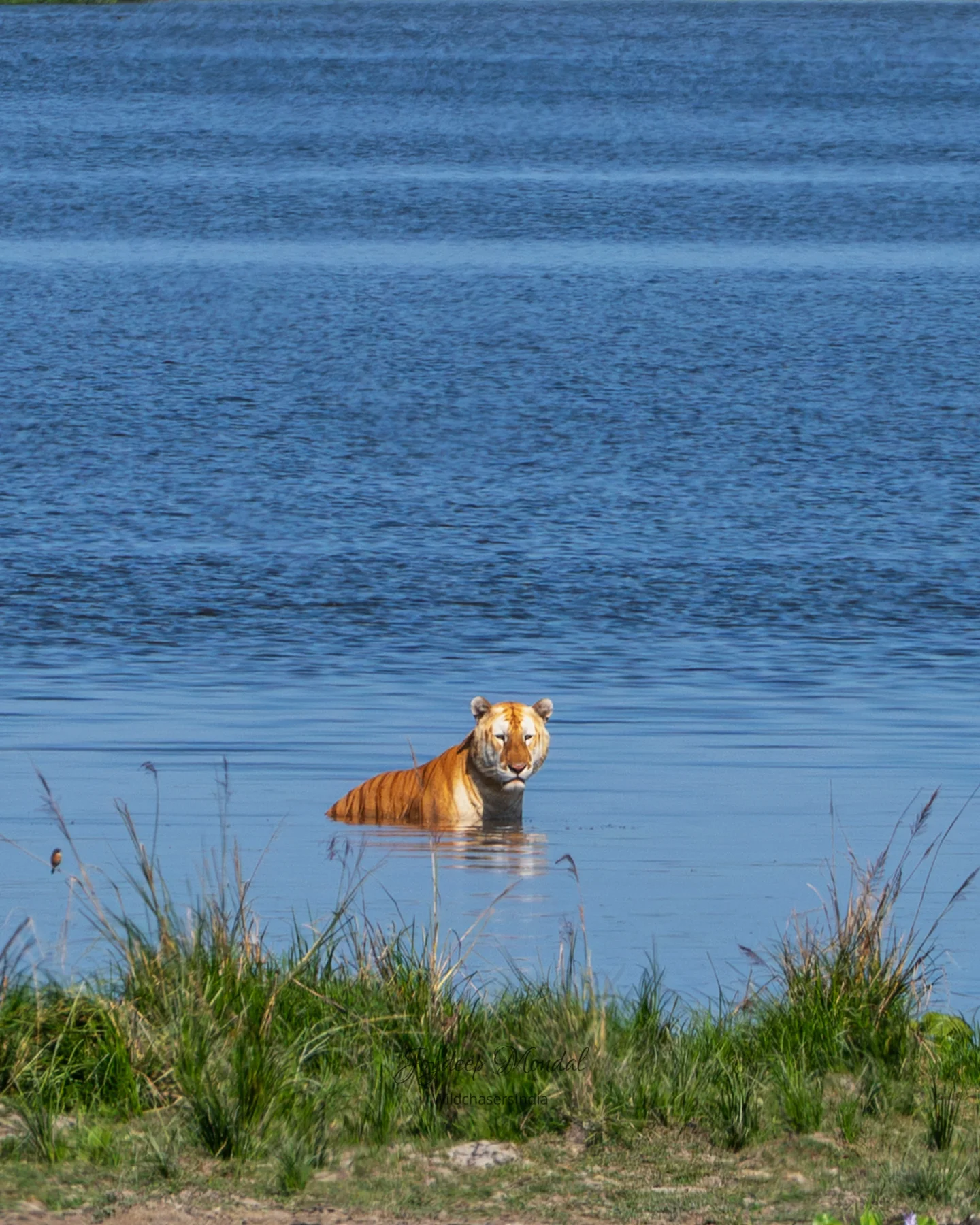 Kaziranga